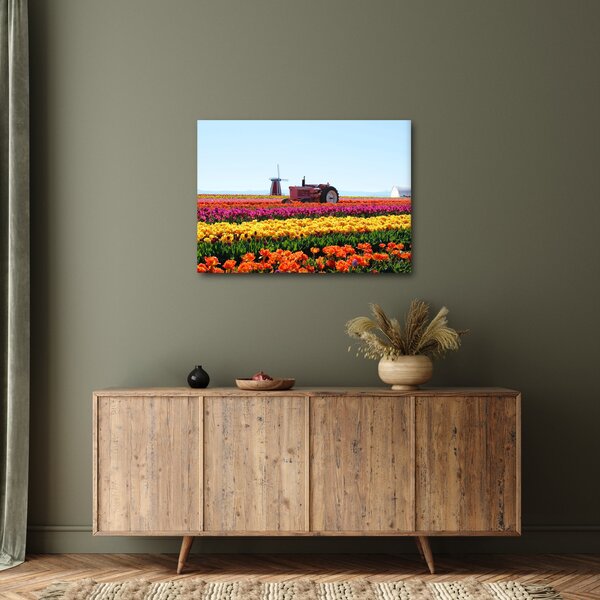 Obraz tulipánové farmy (70x50 cm)