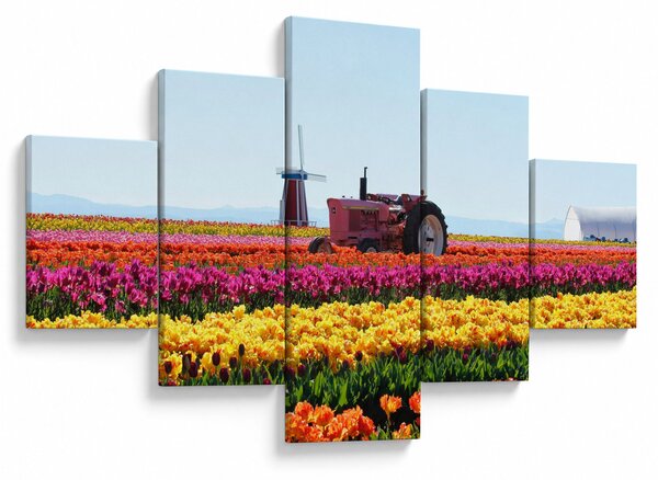 Obraz tulipánové farmy (125x70 cm)