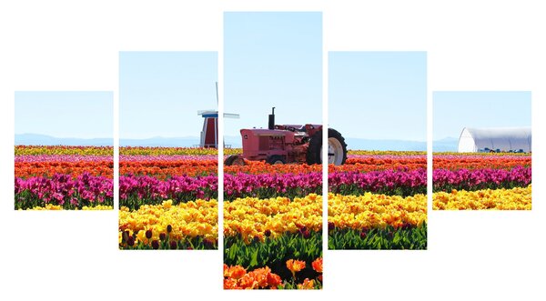 Obraz tulipánové farmy (125x70 cm)