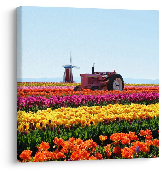 Obraz tulipánové farmy (30x30 cm)