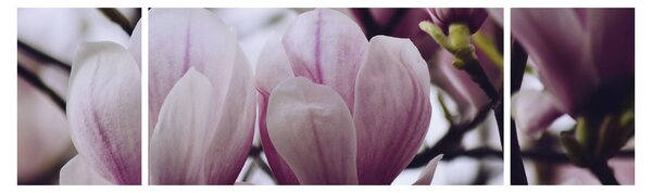 Obraz - Magnolie (170x50 cm)