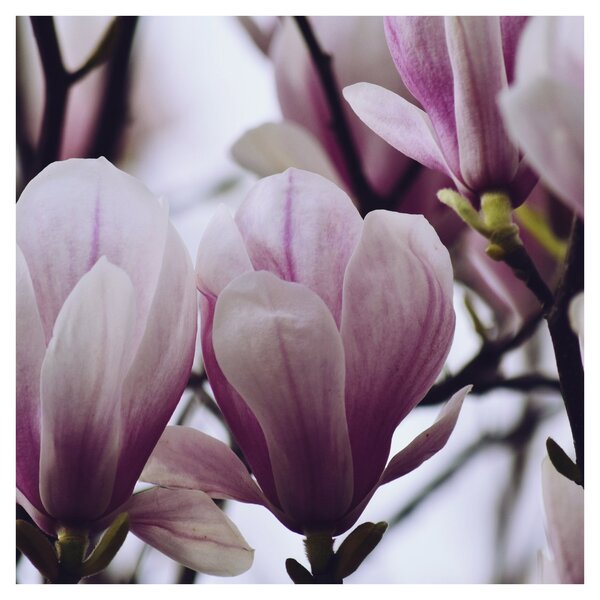 Obraz - Magnolie (30x30 cm)