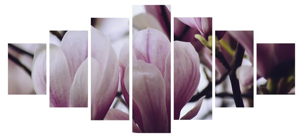 Obraz - Magnolie (210x100 cm)