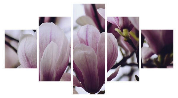 Obraz - Magnolie (125x70 cm)