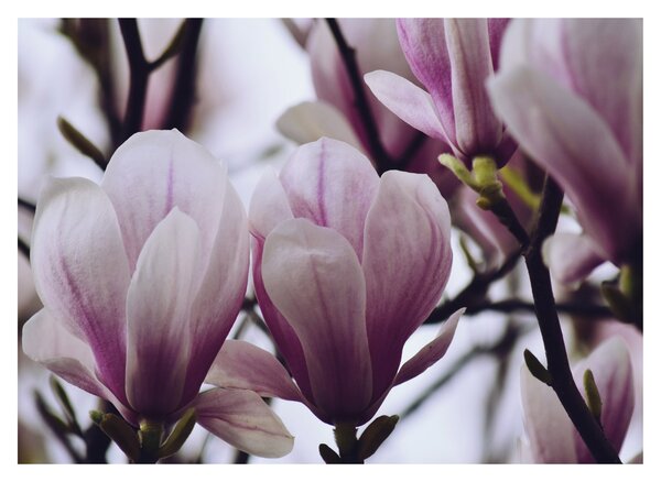 Obraz - Magnolie (70x50 cm)