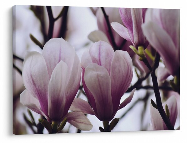 Obraz - Magnolie (70x50 cm)