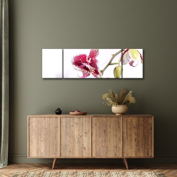 Obraz květu orchideje (170x50 cm)