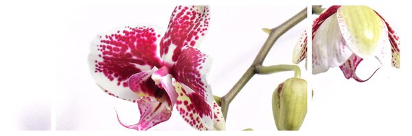 Obraz květu orchideje (170x50 cm)
