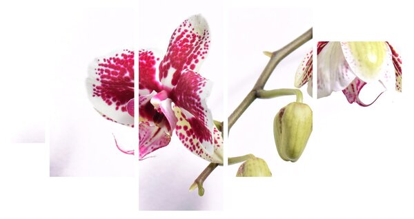 Obraz květu orchideje (125x70 cm)