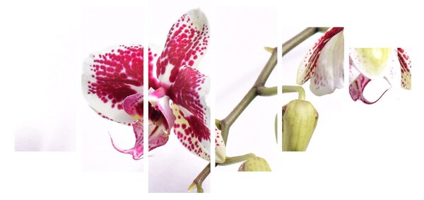 Obraz květu orchideje (210x100 cm)
