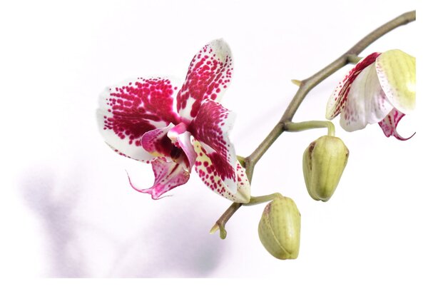 Obraz květu orchideje (70x50 cm)