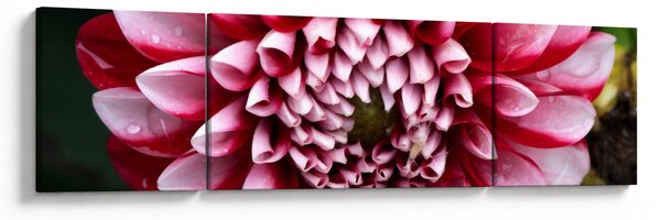 Obraz růžové jIřiny (170x50 cm)