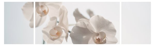 Obraz bílé orchideje (170x50 cm)