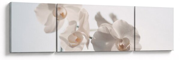 Obraz bílé orchideje (170x50 cm)