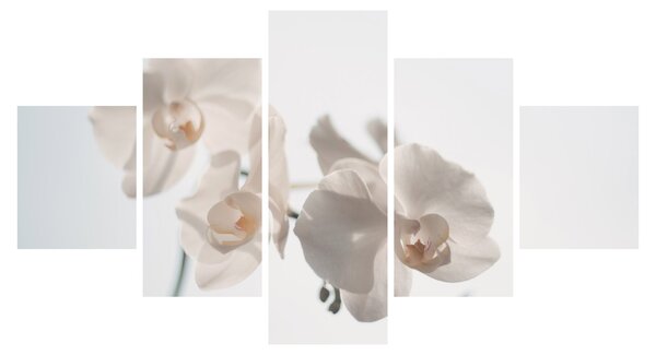 Obraz bílé orchideje (125x70 cm)