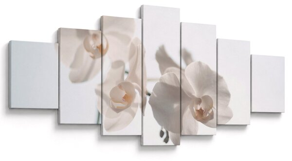 Obraz bílé orchideje (210x100 cm)
