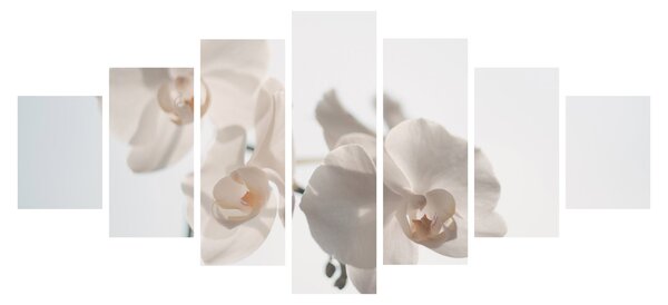 Obraz bílé orchideje (210x100 cm)