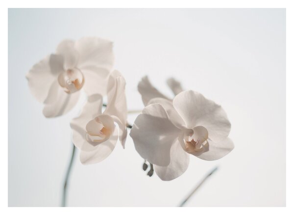 Obraz bílé orchideje (70x50 cm)