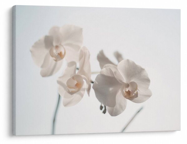 Obraz bílé orchideje (70x50 cm)