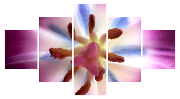 Obraz - Květ tulipánu v detailu (125x70 cm)