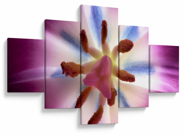 Obraz - Květ tulipánu v detailu (125x70 cm)