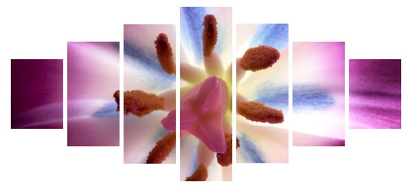 Obraz - Květ tulipánu v detailu (210x100 cm)