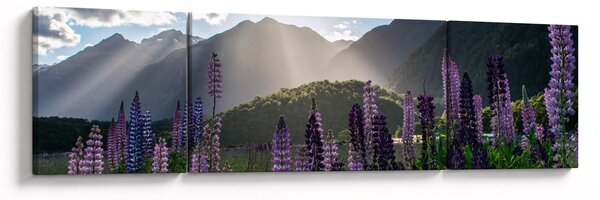 Obraz - Scénerie vlčích bobů (170x50 cm)