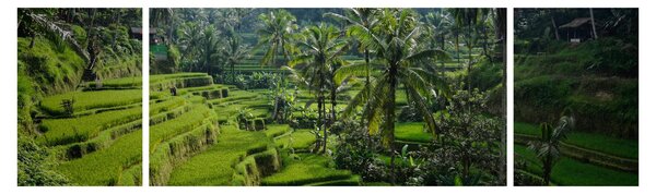 Obraz rýžových teras Tegalalang, Bali (170x50 cm)