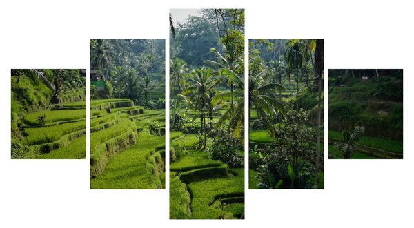 Obraz rýžových teras Tegalalang, Bali (125x70 cm)
