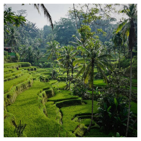 Obraz rýžových teras Tegalalang, Bali (30x30 cm)