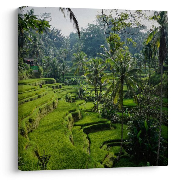 Obraz rýžových teras Tegalalang, Bali (30x30 cm)