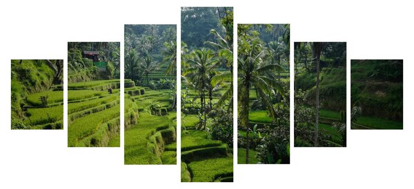 Obraz rýžových teras Tegalalang, Bali (210x100 cm)