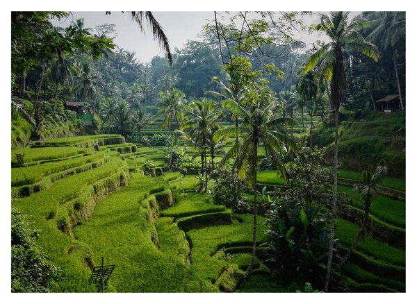 Obraz rýžových teras Tegalalang, Bali (70x50 cm)
