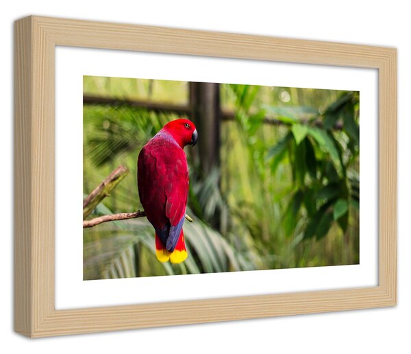 Gario Plakát Rajský papoušek Barva rámu: Přírodná, Velikost: 100 x 70 cm