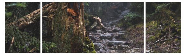 Obraz - V lese (170x50 cm)