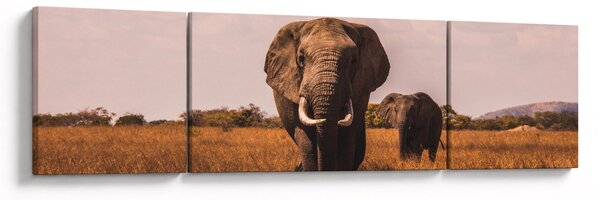 Obraz - Příchod slona (170x50 cm)