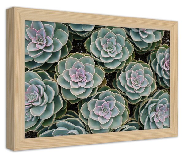 Gario Plakát Detailní záběr na sukulenty Barva rámu: Přírodná, Velikost: 100 x 70 cm