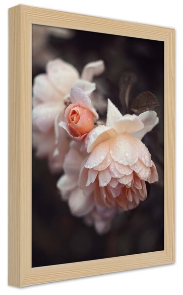 Plakát Makrofotografie květin Barva rámu: Přírodná, Velikost: 40 x 60 cm