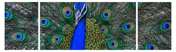 Obraz - Páv (170x50 cm)