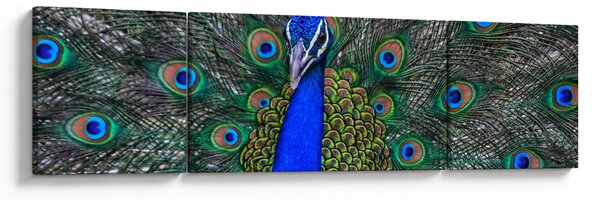 Obraz - Páv (170x50 cm)