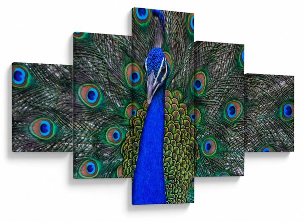Obraz - Páv (125x70 cm)