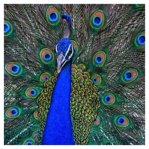 Obraz - Páv (30x30 cm)