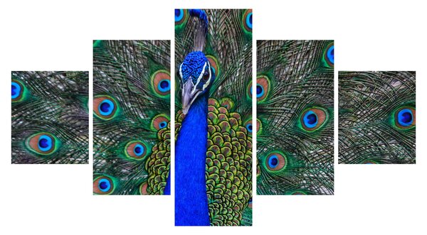 Obraz - Páv (125x70 cm)