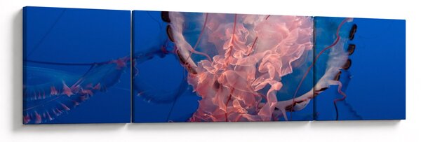 Obraz medůzy (170x50 cm)