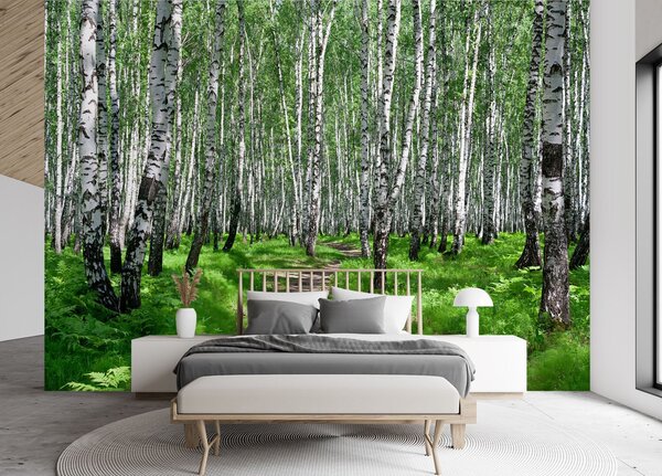 Fototapeta Březový les Materiál: Vliesová, Rozměry: 200 x 140 cm