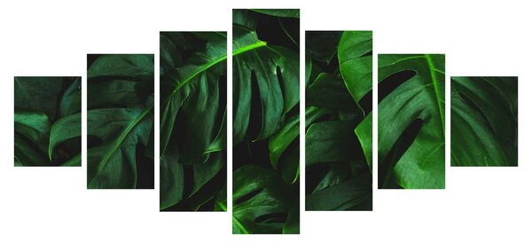 Obraz listů Monstery (210x100 cm)