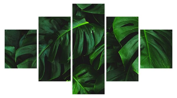 Obraz listů Monstery (125x70 cm)