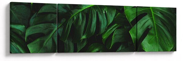 Obraz listů Monstery (170x50 cm)