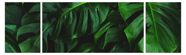 Obraz listů Monstery (170x50 cm)