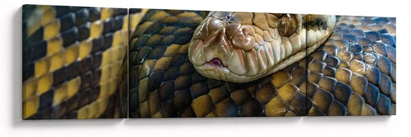 Obraz - Krajta (170x50 cm)